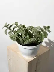 Beyaz Kadife Telgraf Çiçeği - Tradescantia Sillamontana 2