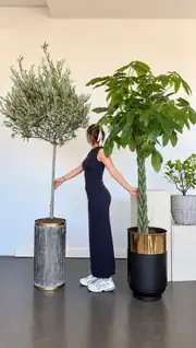 Tijli Bonsai Anaç Zeytin (160-170 cm ) 2