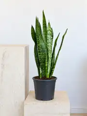 Kılıç Çiceği (Sanseveria Zeylenica -Peygamber Kılıcı-Paşa Kılıcı) Koyu Yeşil 65 -70cm 2