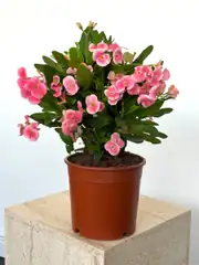 Euphorbia Milii ( Taç Çiçeği ) L 2
