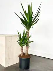 Yucca ( Yuka ) Bitkisi İki Gövdeli 100 -110 cm 2