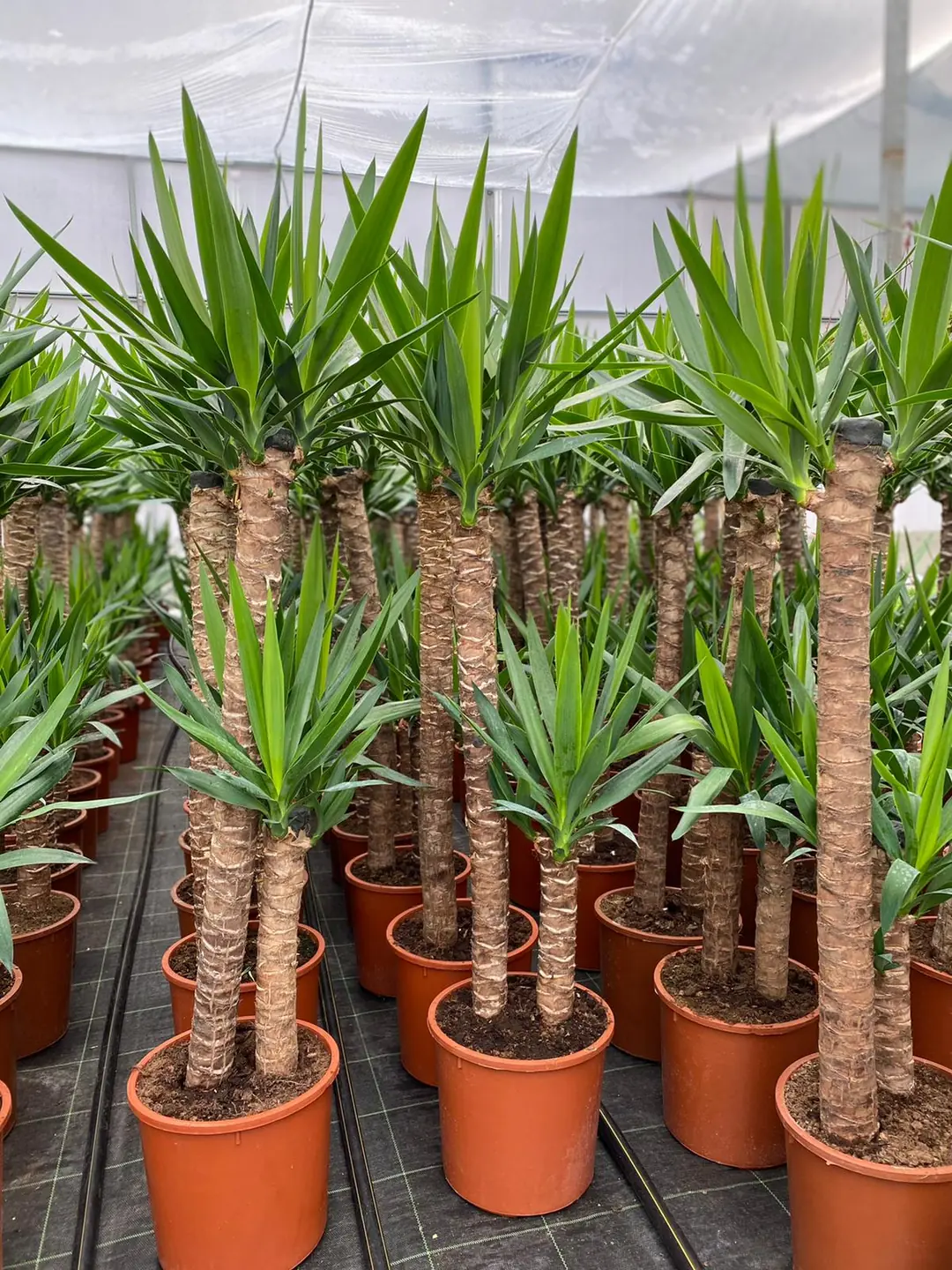 Yucca ( Yuka ) Bitkisi İki Gövdeli 130-140 cm 5