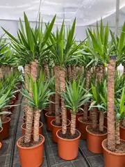 Yucca ( Yuka ) Bitkisi İki Gövdeli 130-140 cm 5