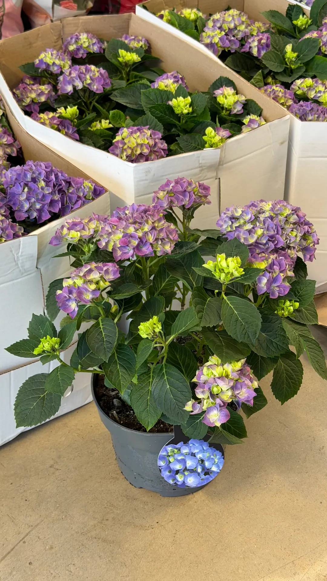 Ortanca (Hydrangea) Bitkisi Mor 5