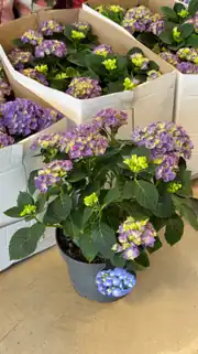 Ortanca (Hydrangea) Bitkisi Mor 5