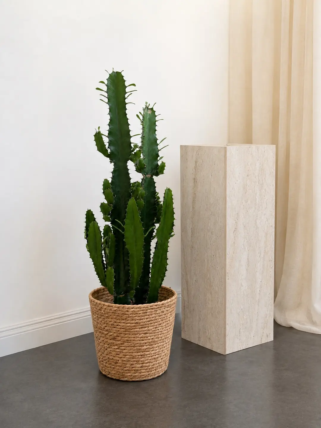 Euphorbia Acrurensis Çok Köklü 90 cm