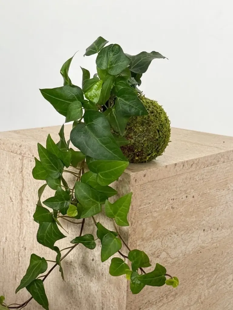 Cocodema Hedera Helix ( Kokodema Bitkisi )