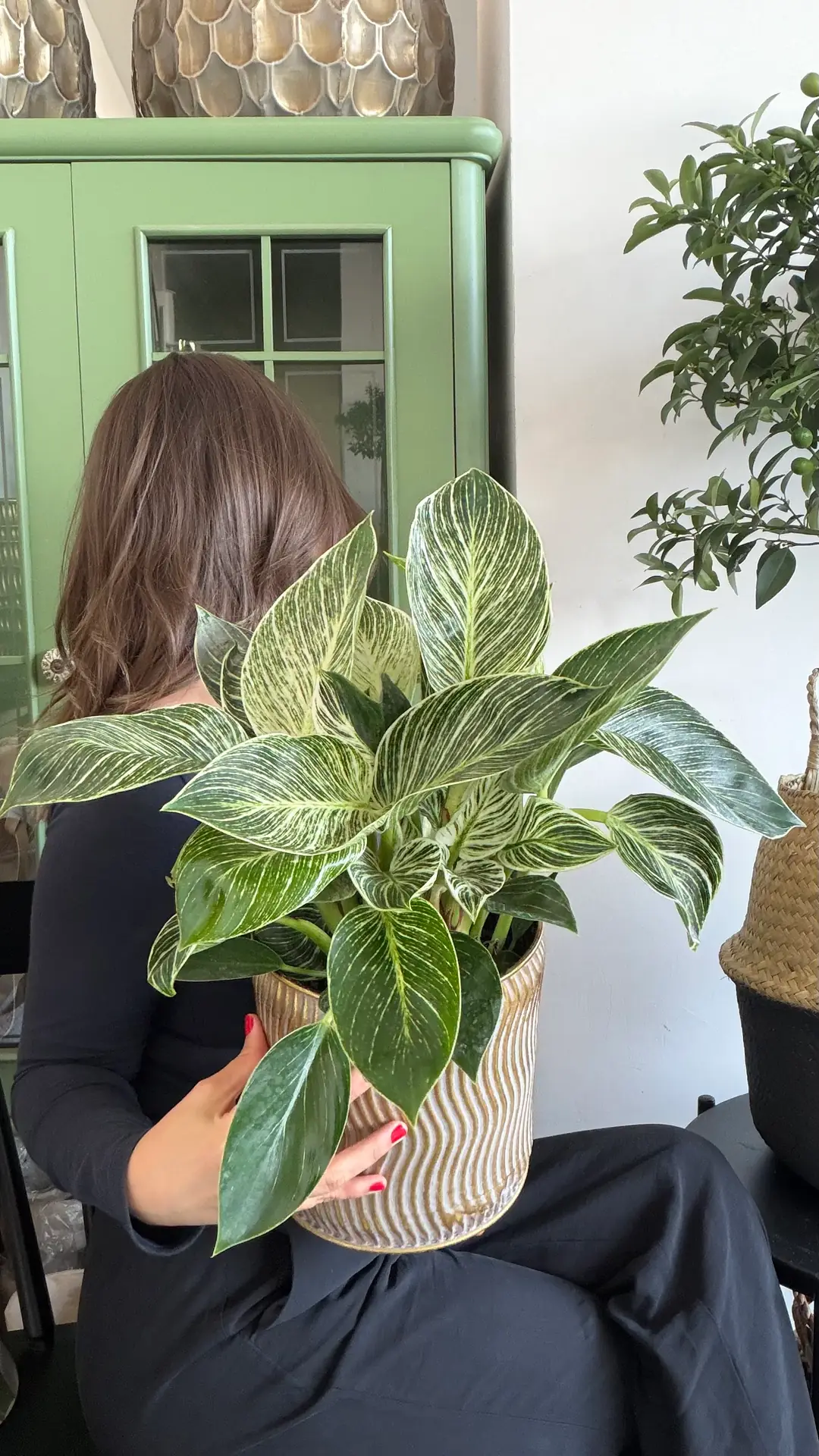 Birkin Philodendron Masa Boy ( M ) 3