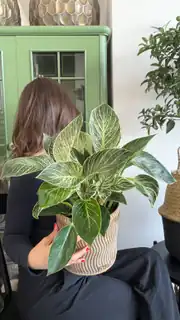Birkin Philodendron Masa Boy ( M ) 3