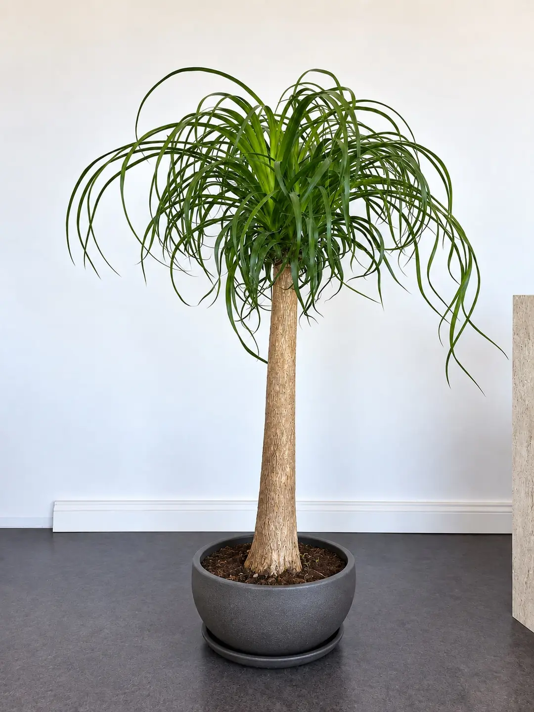 Nolina Bitkisi Tek Gövdeli ( 125-130 cm )