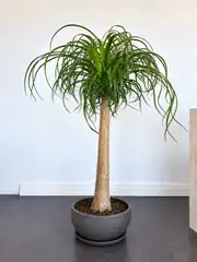 Nolina Bitkisi Tek Gövdeli ( 125-130 cm ) 1