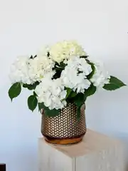 Ortanca (Hydrangea) Bitkisi Beyaz 1