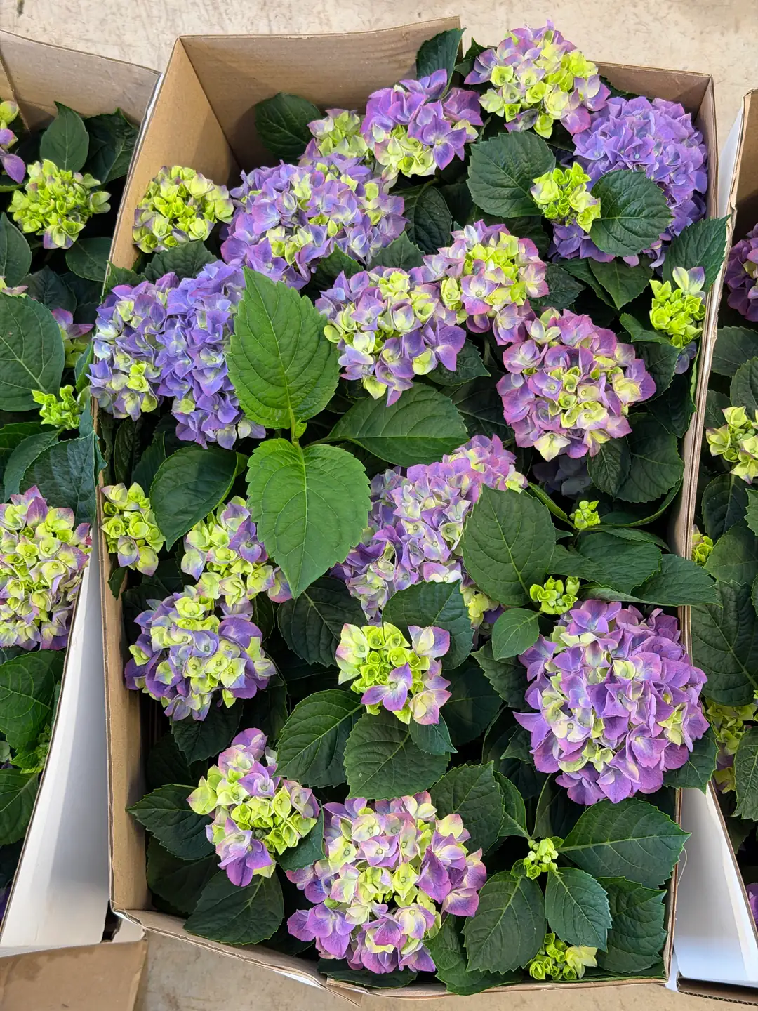 Ortanca (Hydrangea) Bitkisi Mor 4