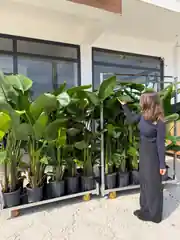 Starliçe (Strelitzia Nicolai) Bitkisi 3 Kök 140-160 cm  5