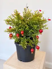 Bonsai Nar – Punica Granatum 2