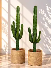 Euphorbia Kaktüs 130 cm 3