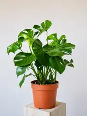  Monstera Deve tabanı (Monstera Deliciosa) Bitkisi 90-100 cm 2