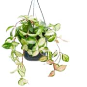 Hoya Carnosa Variegata ( Zebra ) Bitkisi 1