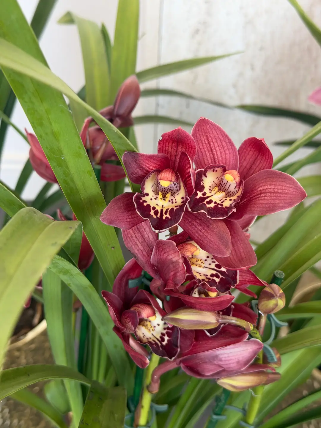 Cymbidium Orkide  3