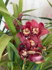 Cymbidium Orkide  3