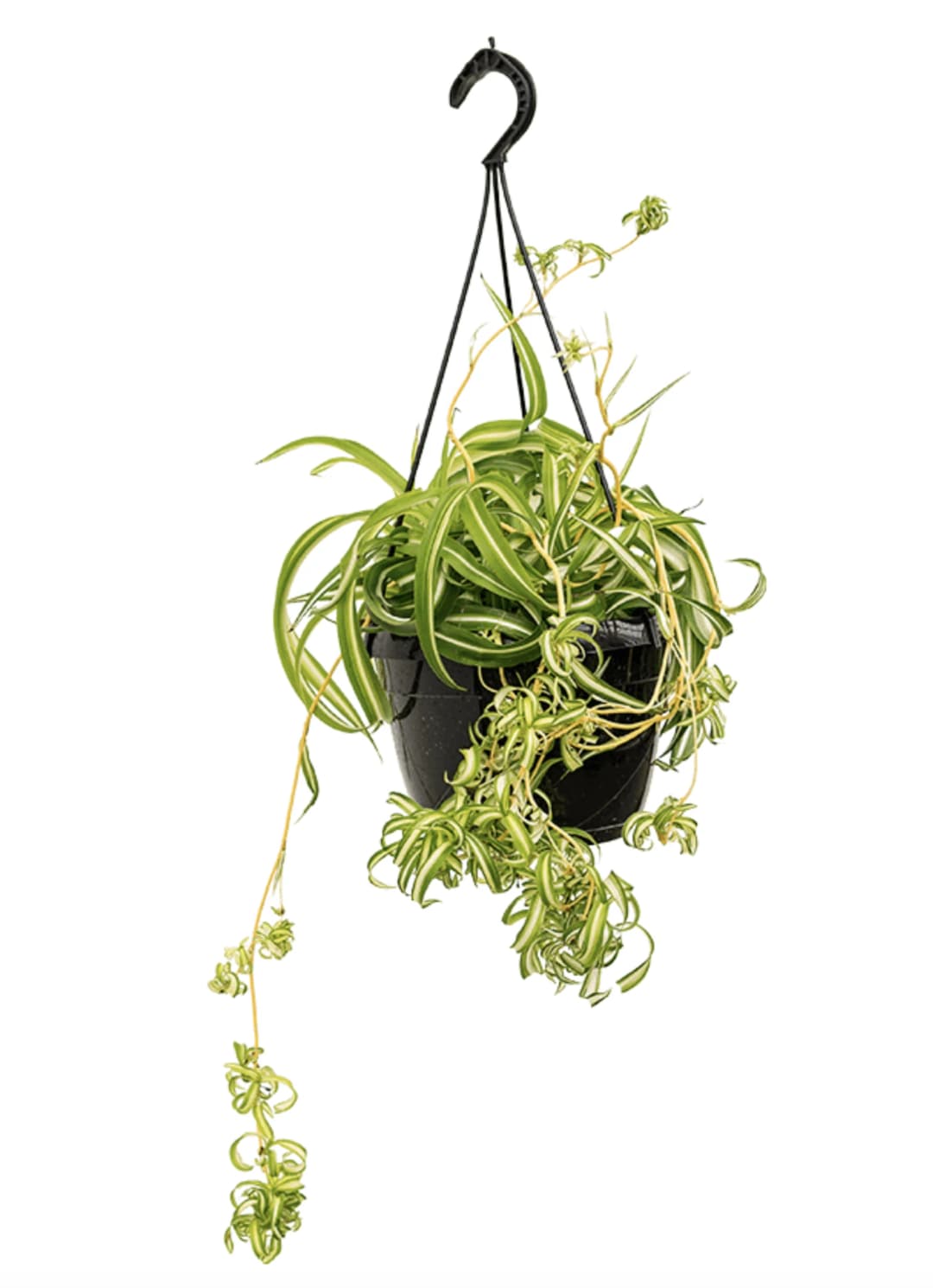  Kurdele Çiçeği (Chlorophytum Comosum) XXL