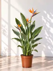 Starliçe ( Cennet Kuşu Çiçeği ) Strelitzia Reginae 2