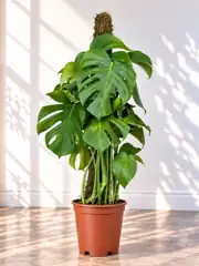 Monstera Deve tabanı (Monstera Deliciosa) Bitkisi Yosun Çubuklu 100-110 cm 2