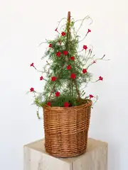 Yıldız Sarmaşığı - Ipomoea Quamoclit 1