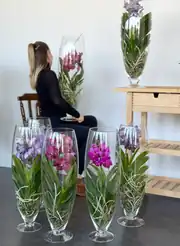 Vanda Orkide ( Hava Bitkisi ) Cam Vazoda 2