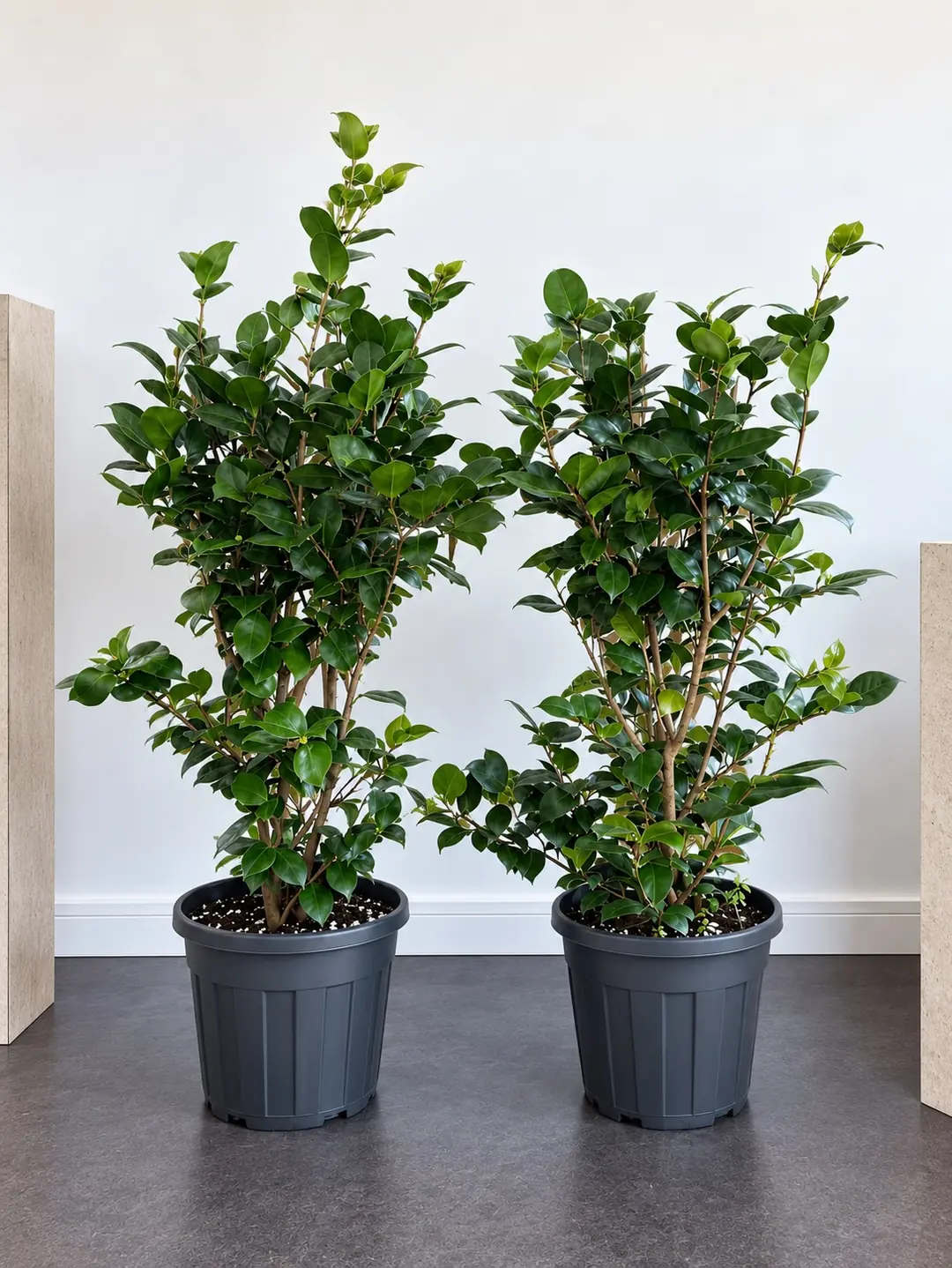 Japon Kamelyası (Camellia Japonica) 120–130 cm 3