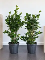Japon Kamelyası (Camellia Japonica) 120–130 cm 3