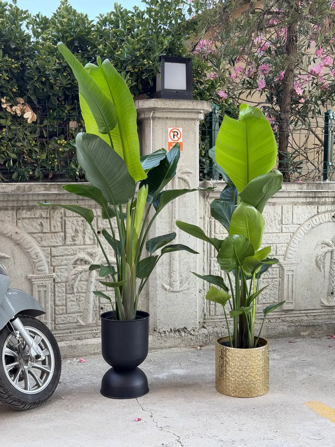 Starliçe (Strelitzia Nicolai) Bitkisi 3 Kök 140-160 cm  3