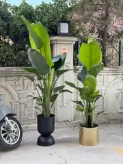 Starliçe (Strelitzia Nicolai) Bitkisi 3 Kök 140-160 cm  3