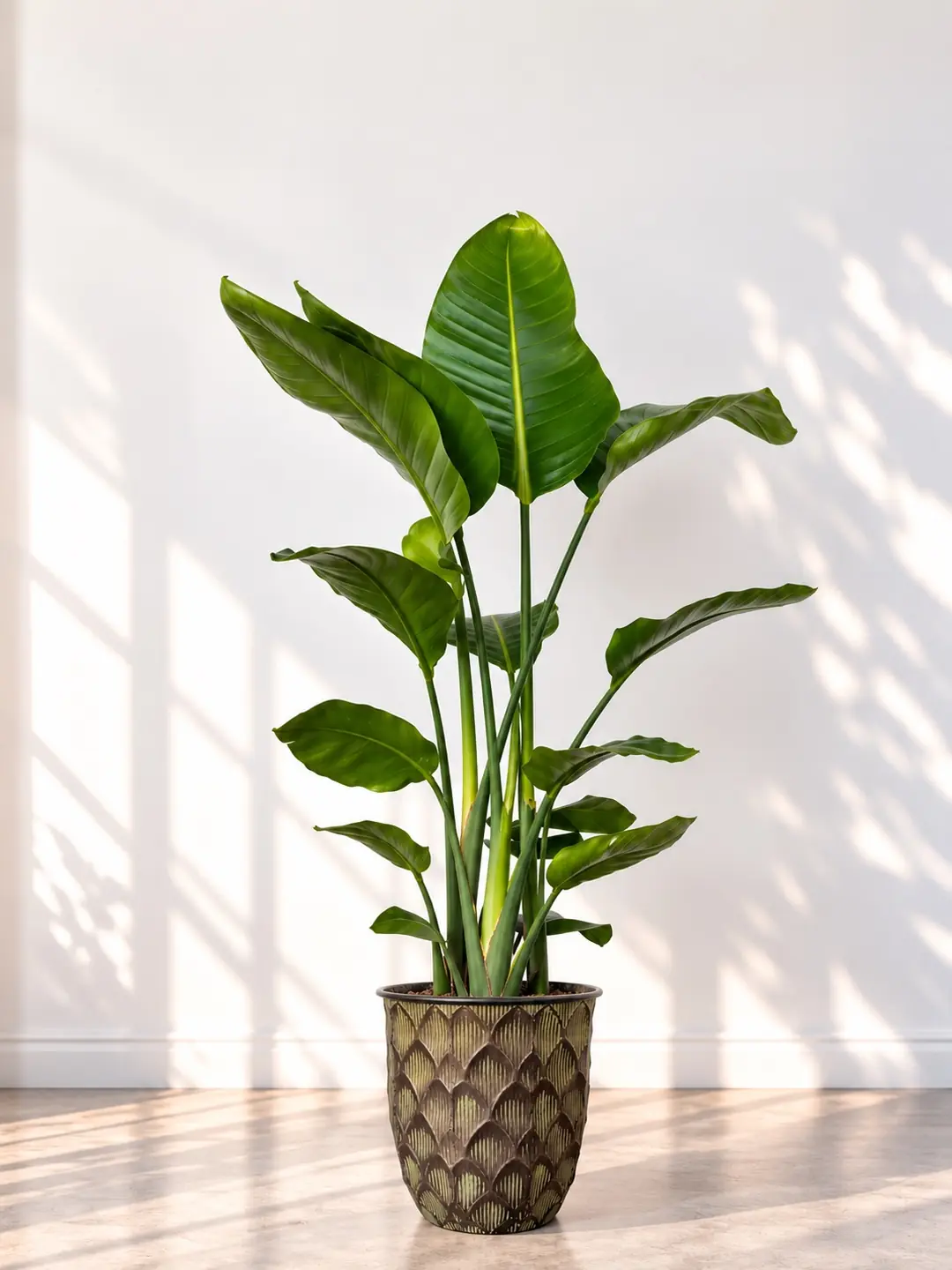 Starliçe (Strelitzia Nicolai) Bitkisi 3 Kök 120/ 140 cm 