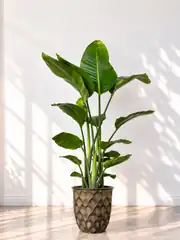 Starliçe (Strelitzia Nicolai) Bitkisi 3 Kök 120/ 140 cm  1