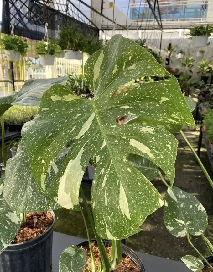 Variegated Monstera Bitkisi 4