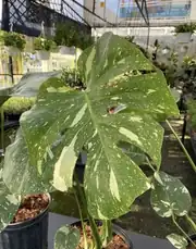 Variegated Monstera Bitkisi 4