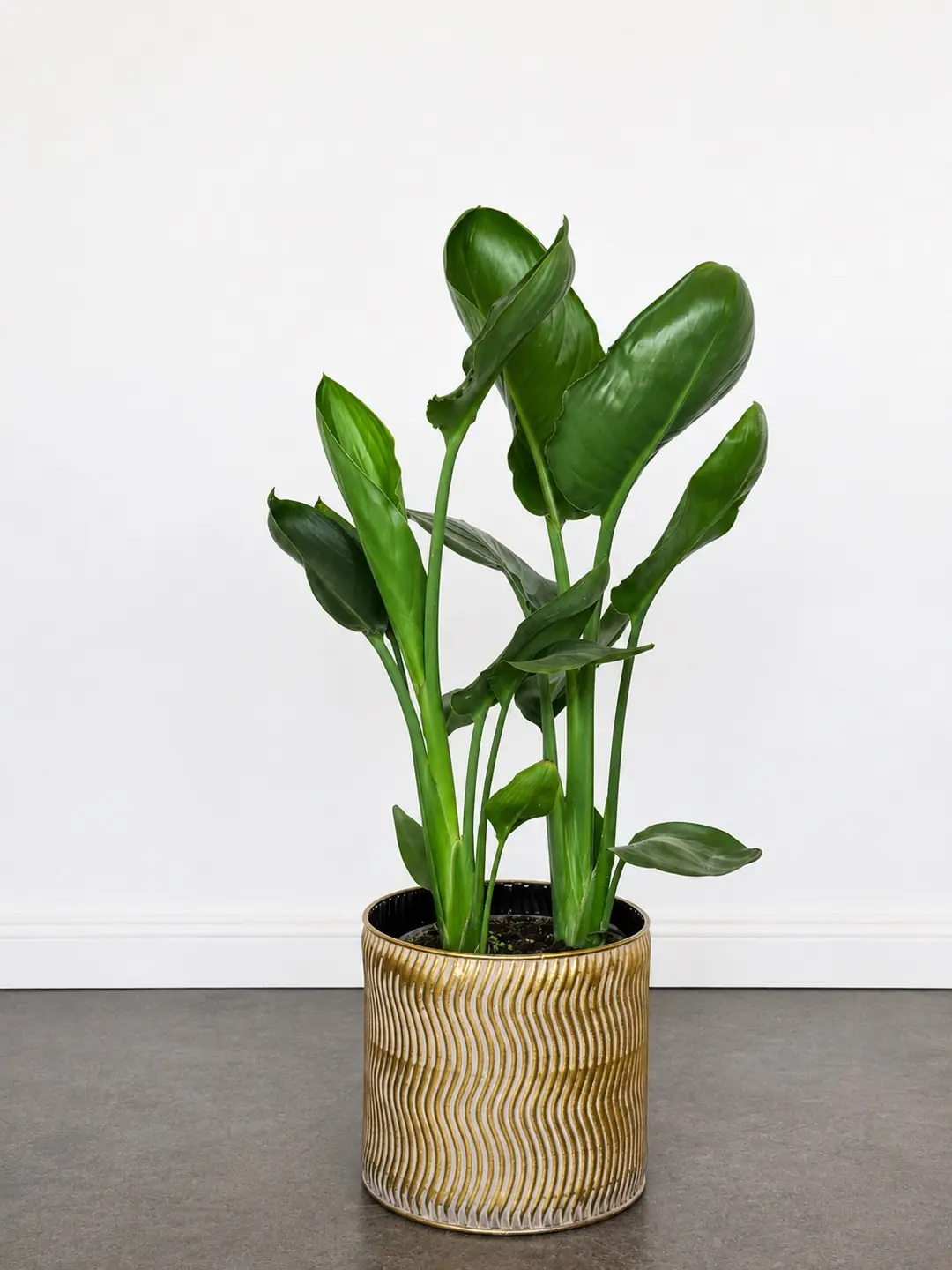 Starliçe Çift Köklü Çiçekli 60-70 cm (Cennet Kuşu Çiçeği- Strelitzia Reginea- Turuncu çiçek açan tür )