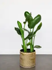 Starliçe Çift Köklü Çiçekli 60-70 cm (Cennet Kuşu Çiçeği- Strelitzia Reginea- Turuncu çiçek açan tür ) 1