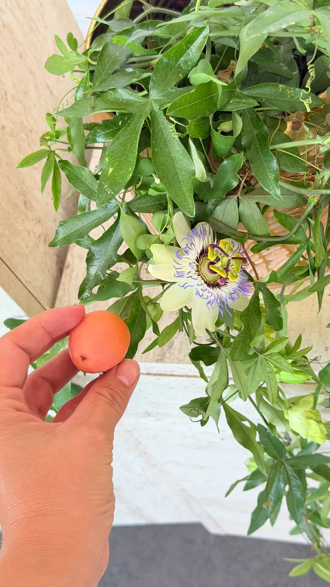 Çarkıfelek Çiçeği - Passiflora Caerulea 4