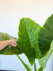 Alocasia Macrorrhizos – 150 cm Anaç Fil Kulağı | Premium Salon Bitkisi 2