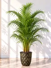 Areka Palmiyesi ( Dypsis Lutescens ) 130-140 cm İthal Sık Köklü 1