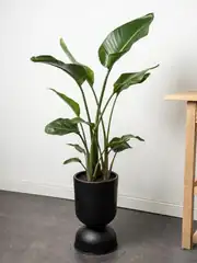 Starliçe (Strelitzia Nicolai) Bitkisi 90-100 cm Çok Köklü 1