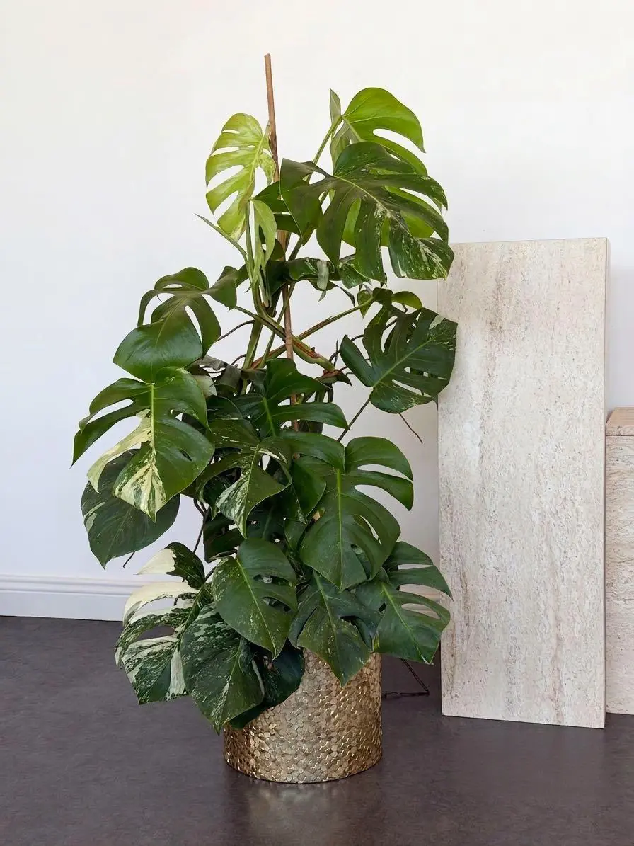 Monstera Deliciosa Variegata (Nadir Tür)