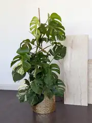 Monstera Deliciosa Variegata (Nadir Tür) 1