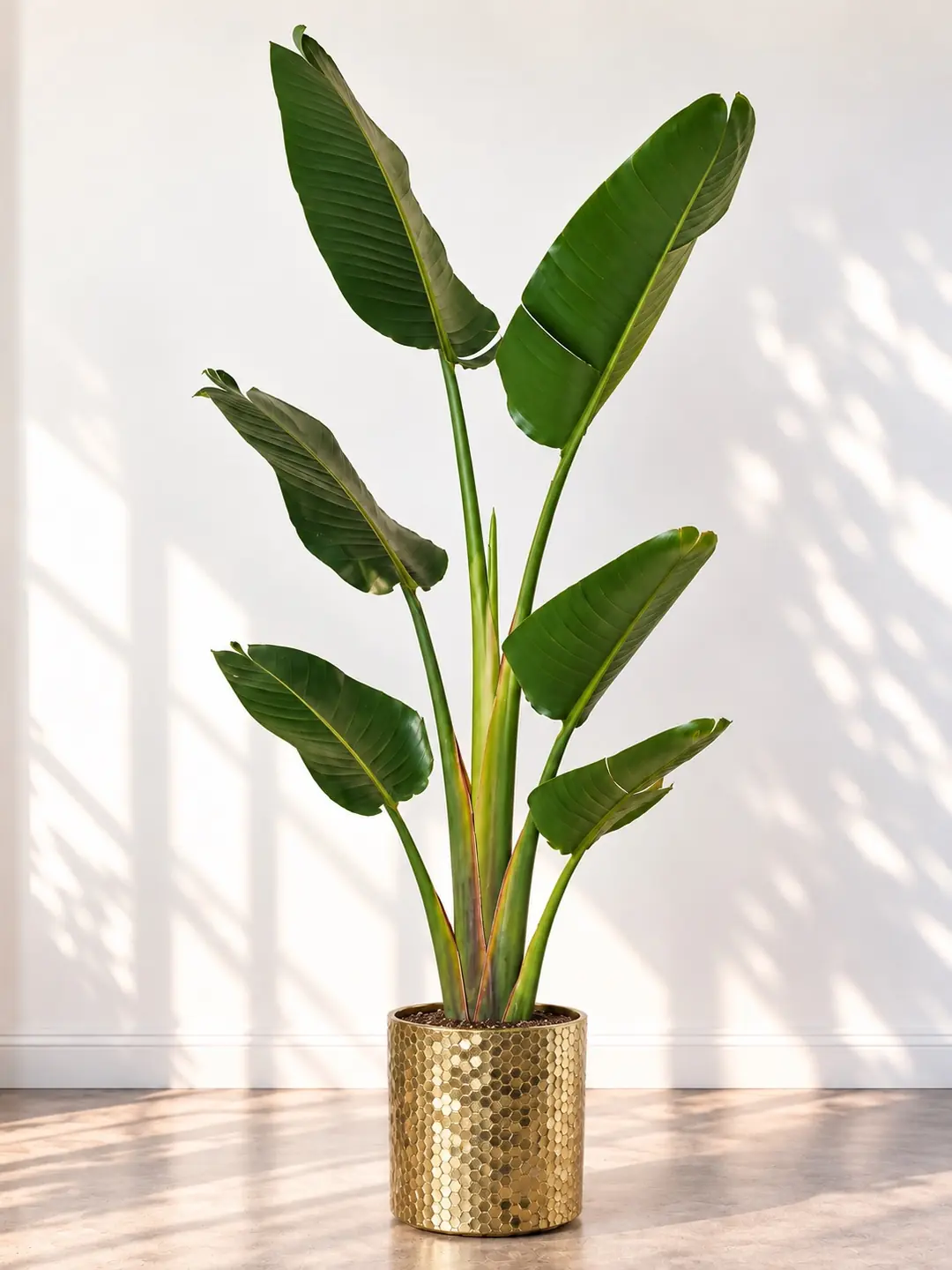 Starliçe (Strelitzia Nicolai) Bitkisi Tek Kök 150-160 cm