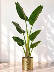 Starliçe (Strelitzia Nicolai) Bitkisi Tek Kök 150-160 cm 1