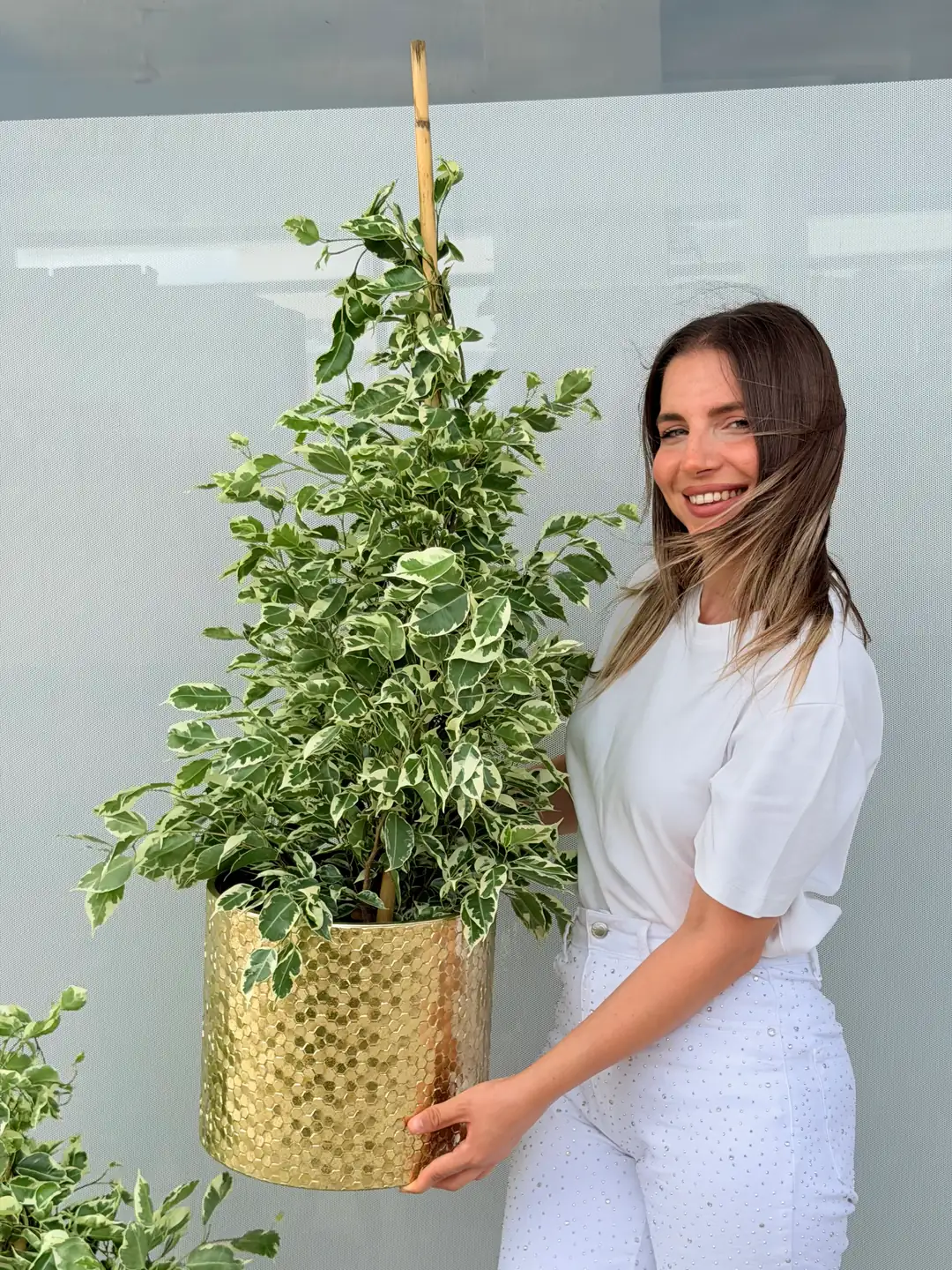 Ficus Benjamina ( Golden King ) 100-110 cm Bitkisi