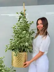 Ficus Benjamina ( Golden King ) 100-110 cm Bitkisi 1