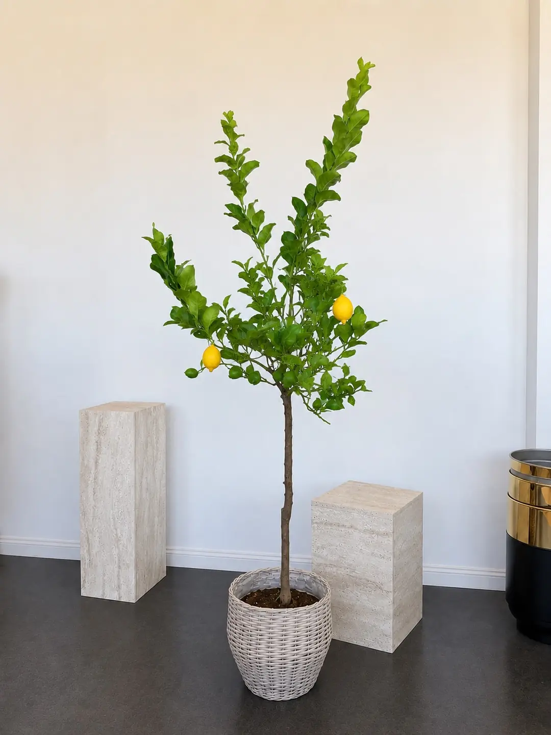 Yediveren Limon Ağacı | 180-200 cm